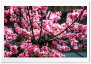 Pink Sakura HDR Ultra HD Wallpaper for 4K UHD Widescreen desktop, tablet & smartphone
