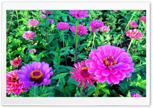 Pink Seenia Flower Ultra HD Wallpaper for 4K UHD Widescreen desktop, tablet & smartphone