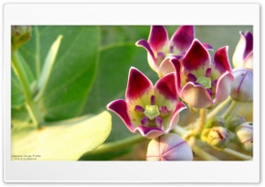 Pink Shade Flowers Ultra HD Wallpaper for 4K UHD Widescreen desktop, tablet & smartphone
