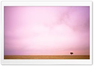 Pink Sky And Lone Tree Ultra HD Wallpaper for 4K UHD Widescreen desktop, tablet & smartphone