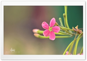 Pink Small Flower Ultra HD Wallpaper for 4K UHD Widescreen desktop, tablet & smartphone