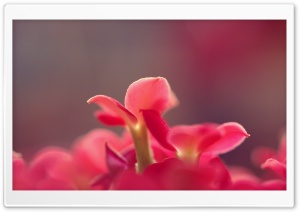 Pink Small Flowers, Macro Ultra HD Wallpaper for 4K UHD Widescreen desktop, tablet & smartphone