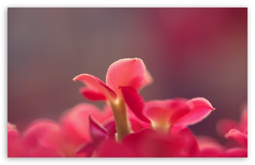 Pink Small Flowers, Macro UltraHD Wallpaper for Wide 16:10 5:3 Widescreen WHXGA WQXGA WUXGA WXGA WGA ; 8K UHD TV 16:9 Ultra High Definition 2160p 1440p 1080p 900p 720p ; UHD 16:9 2160p 1440p 1080p 900p 720p ; Standard 4:3 5:4 3:2 Fullscreen UXGA XGA SVGA QSXGA SXGA DVGA HVGA HQVGA ( Apple PowerBook G4 iPhone 4 3G 3GS iPod Touch ) ; Tablet 1:1 ; iPad 1/2/Mini ; Mobile 4:3 5:3 3:2 16:9 5:4 - UXGA XGA SVGA WGA DVGA HVGA HQVGA ( Apple PowerBook G4 iPhone 4 3G 3GS iPod Touch ) 2160p 1440p 1080p 900p 720p QSXGA SXGA ; Dual 5:4 QSXGA SXGA ;