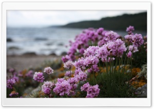 Pink Small Flowers On The Beach Ultra HD Wallpaper for 4K UHD Widescreen desktop, tablet & smartphone