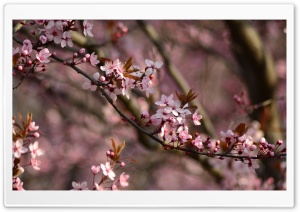 Pink Spring Ultra HD Wallpaper for 4K UHD Widescreen desktop, tablet & smartphone