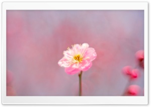 Pink Spring Flower Ultra HD Wallpaper for 4K UHD Widescreen desktop, tablet & smartphone