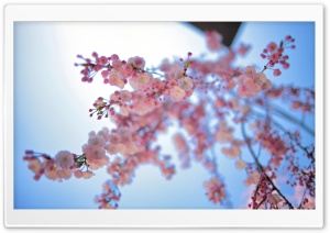 Pink Spring Flowers Ultra HD Wallpaper for 4K UHD Widescreen desktop, tablet & smartphone