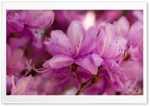 Pink Spring Flowers Bokeh Ultra HD Wallpaper for 4K UHD Widescreen desktop, tablet & smartphone