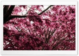 Pink Tree Ultra HD Wallpaper for 4K UHD Widescreen desktop, tablet & smartphone