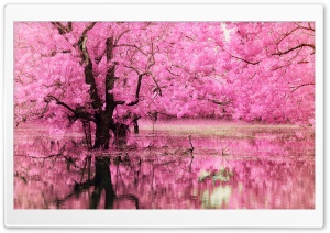 Pink Trees Reflected in Water Ultra HD Wallpaper for 4K UHD Widescreen desktop, tablet & smartphone