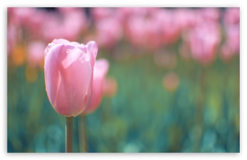 Pink Tulip Ultra HD Desktop Background Wallpaper for 4K UHD TV : Tablet ...