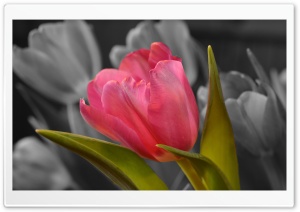 Pink Tulip Black and White Background Ultra HD Wallpaper for 4K UHD Widescreen desktop, tablet & smartphone