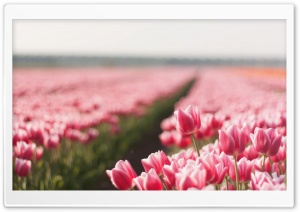 Pink Tulip Field Ultra HD Wallpaper for 4K UHD Widescreen desktop, tablet & smartphone
