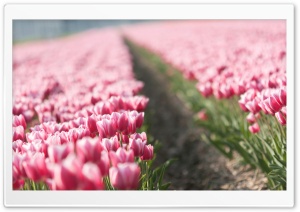 Pink Tulip Field Ultra HD Wallpaper for 4K UHD Widescreen desktop, tablet & smartphone