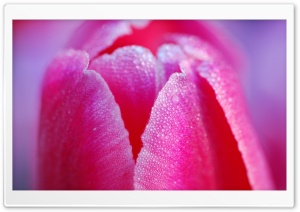 Pink Tulip Flower Close-up Ultra HD Wallpaper for 4K UHD Widescreen desktop, tablet & smartphone