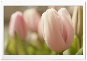 Pink Tulip Macro Ultra HD Wallpaper for 4K UHD Widescreen desktop, tablet & smartphone