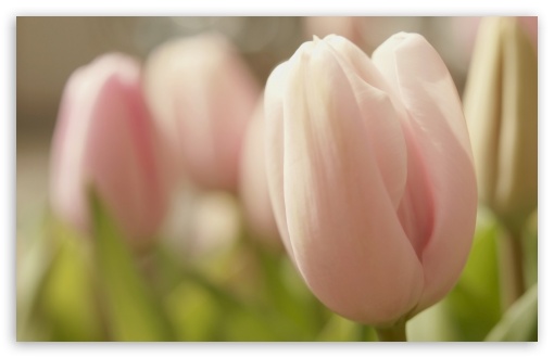 Pink Tulip Macro UltraHD Wallpaper for Widescreen 16:10 5:3 ; Fullscreen 4:3 5:4 3:2 ; Tablet 1:1 ; Mobile 3:4 ;