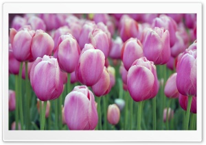 Pink Tulips Ultra HD Wallpaper for 4K UHD Widescreen desktop, tablet & smartphone