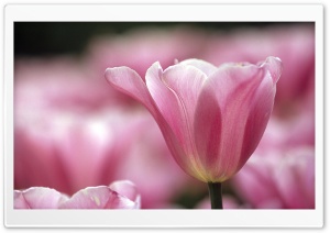 Pink Tulips 1 Ultra HD Wallpaper for 4K UHD Widescreen desktop, tablet & smartphone