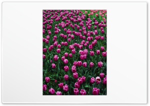 Pink Tulips 4K UHD Wallpaper for Widescreen and UltraWide Desktop, UltraHD TV, Smartphone, Tablet