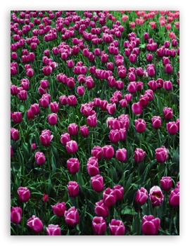 Pink Tulips UltraHD Wallpaper for Mobile 3:5 3:4 ;