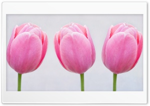 Pink Tulips Ultra HD Wallpaper for 4K UHD Widescreen desktop, tablet & smartphone