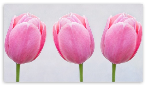 Pink Tulips Ultra HD Desktop Background Wallpaper for 4K UHD TV ...