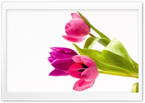 Pink Tulips Bouquet Ultra HD Wallpaper for 4K UHD Widescreen desktop, tablet & smartphone