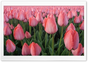 Pink Tulips Cultivation Ultra HD Wallpaper for 4K UHD Widescreen desktop, tablet & smartphone
