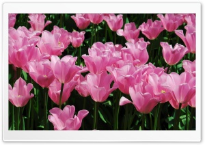 Pink Tulips Field Ultra HD Wallpaper for 4K UHD Widescreen desktop, tablet & smartphone