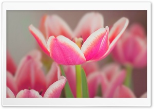 Pink Tulips Flowers Ultra HD Wallpaper for 4K UHD Widescreen desktop, tablet & smartphone