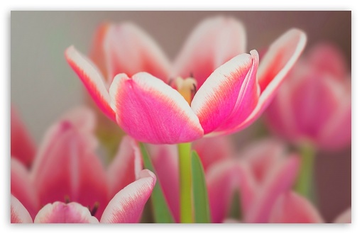 Pink Tulips Flowers 4K HD Desktop Wallpaper for 4K Ultra HD TV • Wide ...