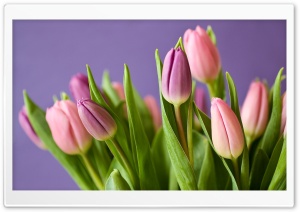 Pink Tulips Spring Ultra HD Wallpaper for 4K UHD Widescreen desktop, tablet & smartphone