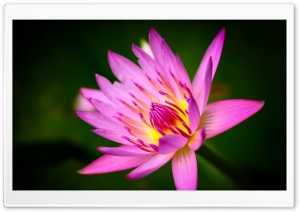 Pink Water Lily Ultra HD Wallpaper for 4K UHD Widescreen desktop, tablet & smartphone