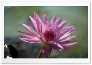 Pink Water Lily Flower Ultra HD Wallpaper for 4K UHD Widescreen desktop, tablet & smartphone