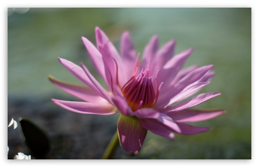 Pink Water Lily Flower UltraHD Wallpaper for UHD 16:9 ; HD 16:9 ; Widescreen 16:10 5:3 ; Fullscreen 4:3 5:4 3:2 ; Tablet 1:1 ; Mobile 3:5 3:4 ;