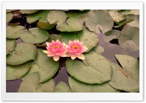 Pink Waterlilies Ultra HD Wallpaper for 4K UHD Widescreen desktop, tablet & smartphone