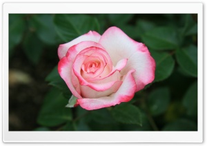 Pink White Rose Ultra HD Wallpaper for 4K UHD Widescreen desktop, tablet & smartphone