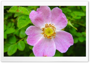 Pink Wild Rose Ultra HD Wallpaper for 4K UHD Widescreen Desktop, Lockscreen, Screensaver, TV, Tablet, Smartphone