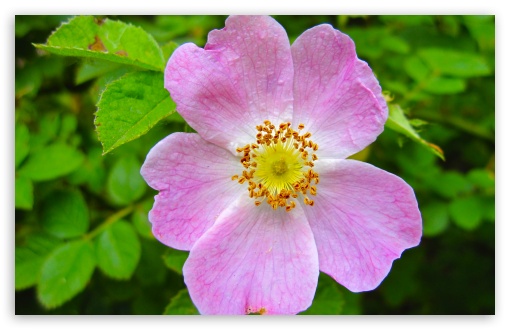 Pink Wild Rose UltraHD Wallpaper for UHD 16:9 ; HD 16:9 ; Widescreen 16:10 5:3 ; Fullscreen 4:3 5:4 3:2 ; Tablet 1:1 ;