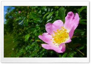 Pink Wild Rose Ultra HD Wallpaper for 4K UHD Widescreen Desktop, Lockscreen, Screensaver, TV, Tablet, Smartphone