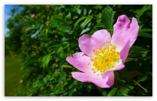 Pink Wild Rose UltraHD Wallpaper for UHD 16:9 ; HD 16:9 ; Widescreen 16:10 5:3 ; Fullscreen 4:3 5:4 3:2 ; Tablet 1:1 ; Mobile 3:5 3:4 ; Dual 4:3 5:4 ;