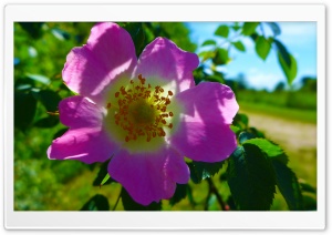 Pink Wild Rose Close-up Ultra HD Wallpaper for 4K UHD Widescreen Desktop, Lockscreen, Screensaver, TV, Tablet, Smartphone