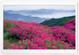 Pink Wildflowers Ultra HD Wallpaper for 4K UHD Widescreen desktop, tablet & smartphone