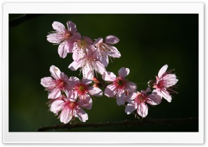 Pinky pinky Wild Himalayan Cherry Ultra HD Wallpaper for 4K UHD Widescreen desktop, tablet & smartphone