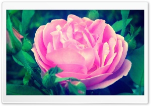 Pinky Rose Ultra HD Wallpaper for 4K UHD Widescreen desktop, tablet & smartphone