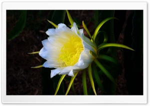 Pitaya Flower Macro Ultra HD Wallpaper for 4K UHD Widescreen desktop, tablet & smartphone