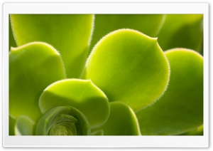 Plant 5 Ultra HD Wallpaper for 4K UHD Widescreen desktop, tablet & smartphone