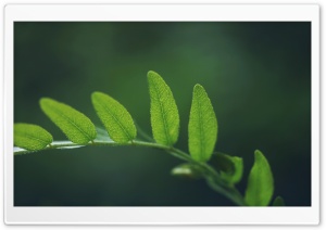 Plant Branch, Summer Ultra HD Wallpaper for 4K UHD Widescreen desktop, tablet & smartphone