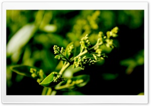 Plant Buds Ultra HD Wallpaper for 4K UHD Widescreen desktop, tablet & smartphone
